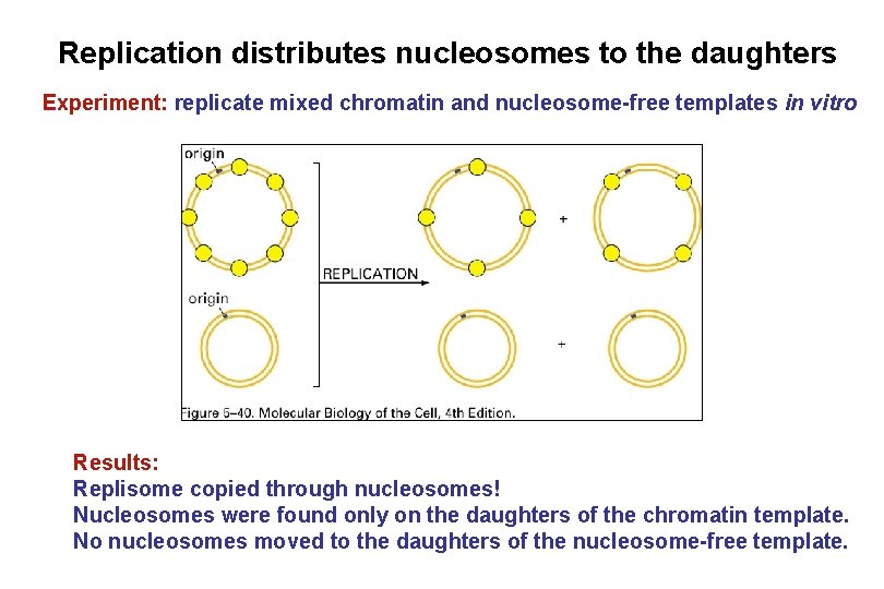 Replication distributes nucleosomes to the daughters Experiment: replicate mixed chromatin and nucleosome-free templates in