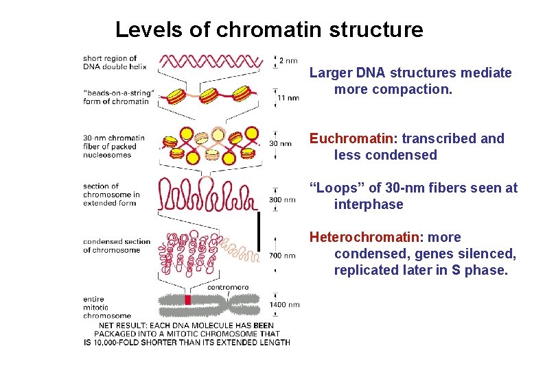 Levels of chromatin structure Larger DNA structures mediate more compaction. Euchromatin: transcribed and less