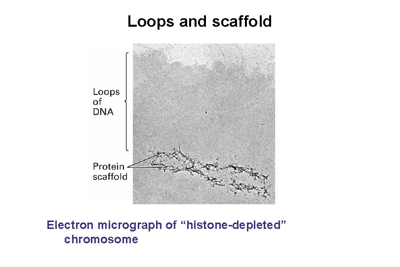 Loops and scaffold Electron micrograph of “histone-depleted” chromosome 