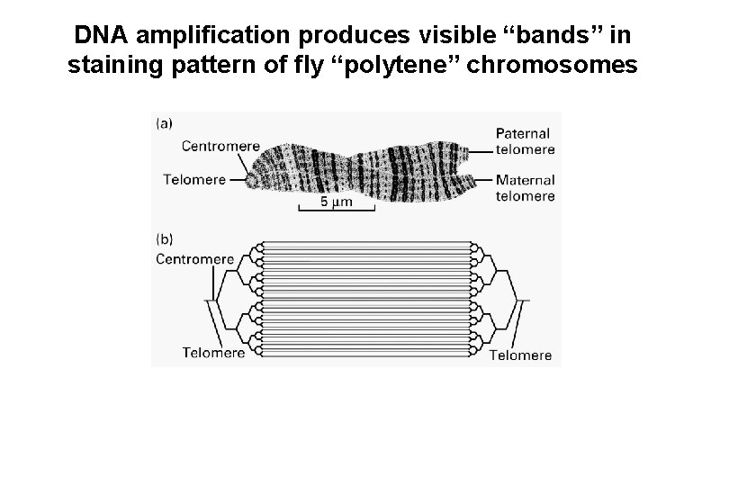 DNA amplification produces visible “bands” in staining pattern of fly “polytene” chromosomes 