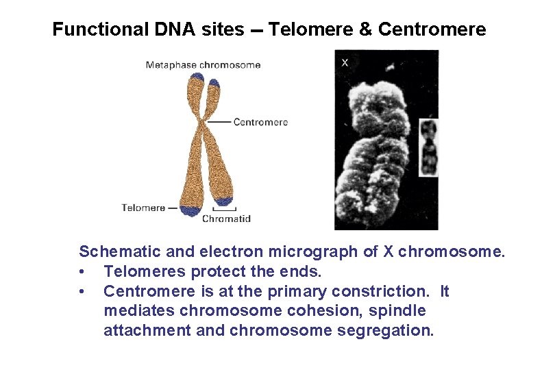 Functional DNA sites -- Telomere & Centromere Schematic and electron micrograph of X chromosome.