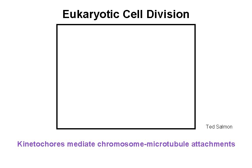 Eukaryotic Cell Division Ted Salmon Kinetochores mediate chromosome-microtubule attachments 