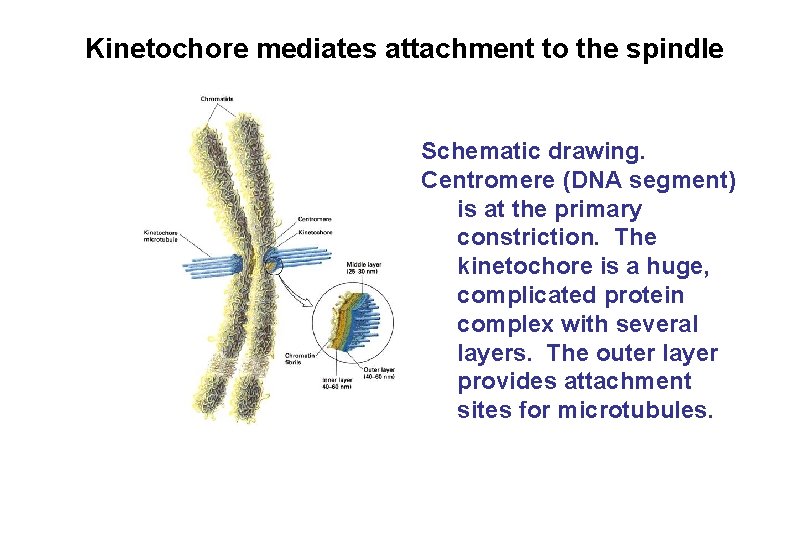 Kinetochore mediates attachment to the spindle Schematic drawing. Centromere (DNA segment) is at the