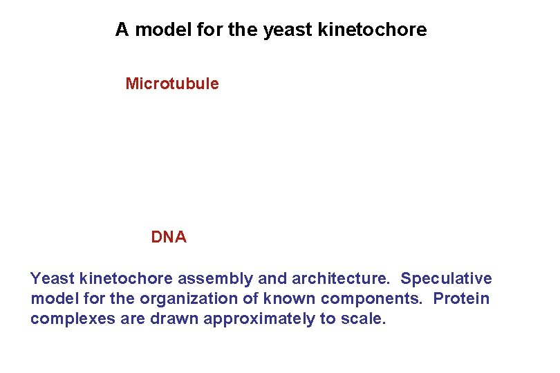 A model for the yeast kinetochore Microtubule DNA Yeast kinetochore assembly and architecture. Speculative