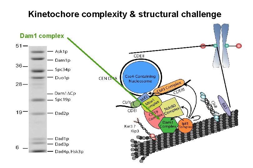 Kinetochore complexity & structural challenge Dam 1 complex 