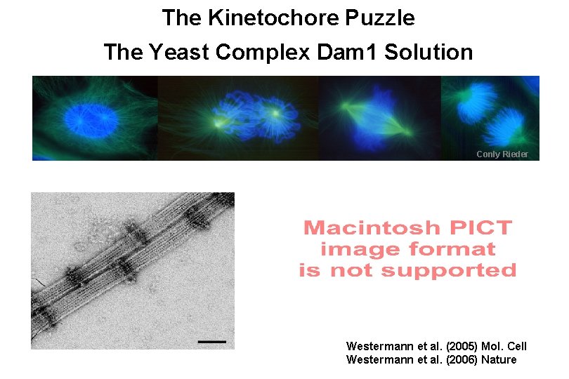 The Kinetochore Puzzle The Yeast Complex Dam 1 Solution Conly Rieder Westermann et al.