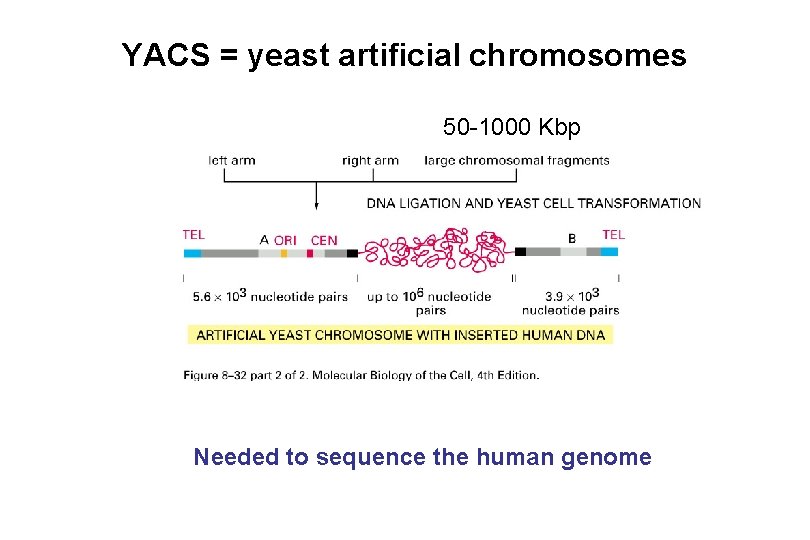 YACS = yeast artificial chromosomes 50 -1000 Kbp Needed to sequence the human genome