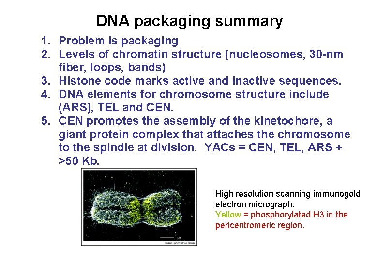 DNA packaging summary 1. Problem is packaging 2. Levels of chromatin structure (nucleosomes, 30