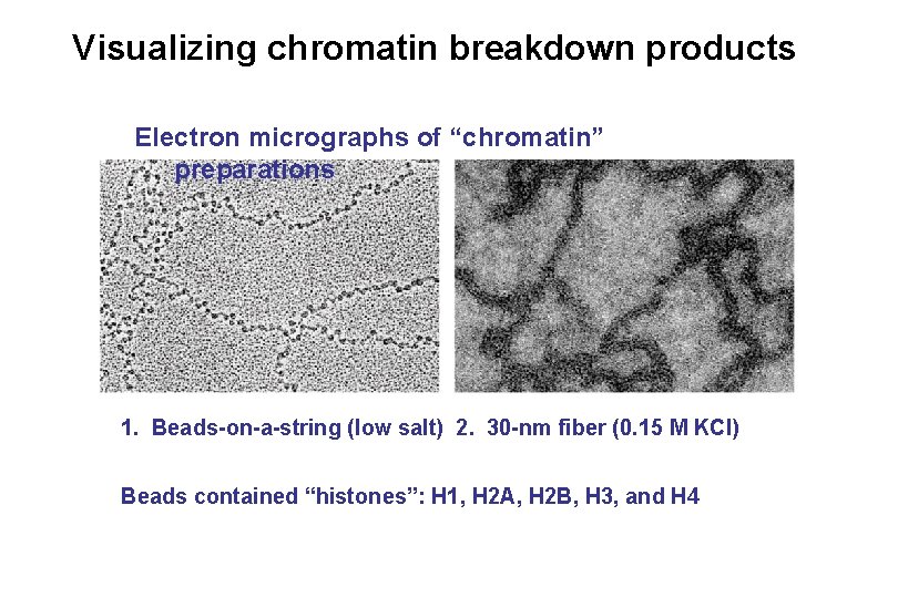 Visualizing chromatin breakdown products Electron micrographs of “chromatin” preparations 1. Beads-on-a-string (low salt) 2.