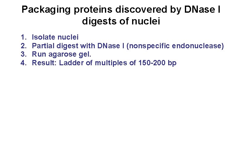 Packaging proteins discovered by DNase I digests of nuclei 1. 2. 3. 4. Isolate