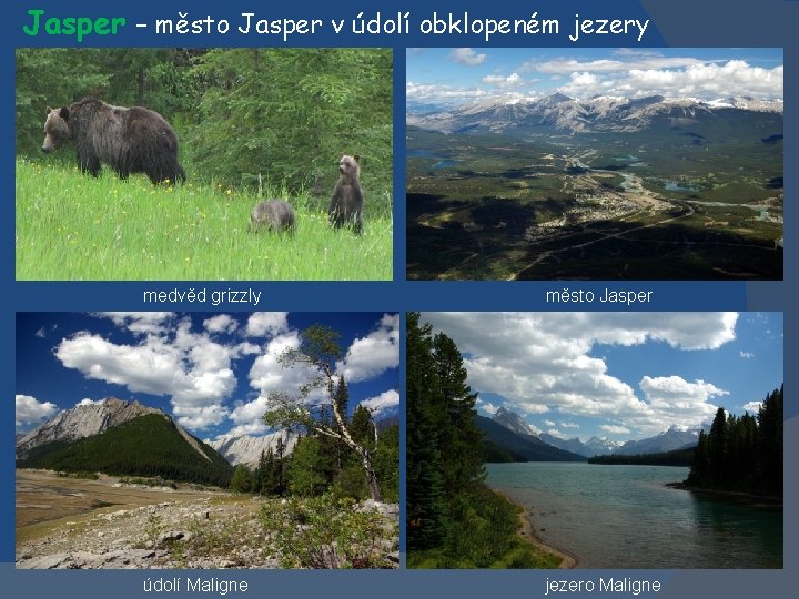 Jasper – město Jasper v údolí obklopeném jezery medvěd grizzly město Jasper údolí Maligne