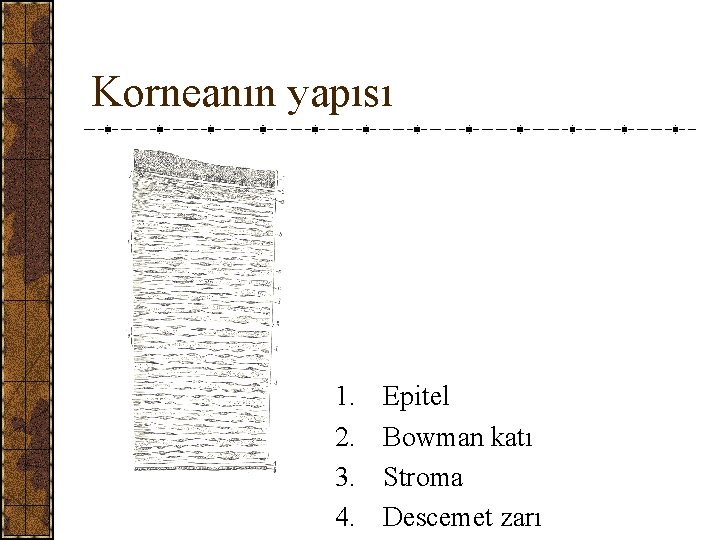 Korneanın yapısı 1. 2. 3. 4. Epitel Bowman katı Stroma Descemet zarı 