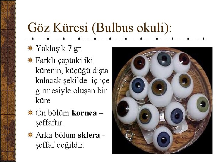 Göz Küresi (Bulbus okuli): Yaklaşık 7 gr Farklı çaptaki iki kürenin, küçüğü dışta kalacak