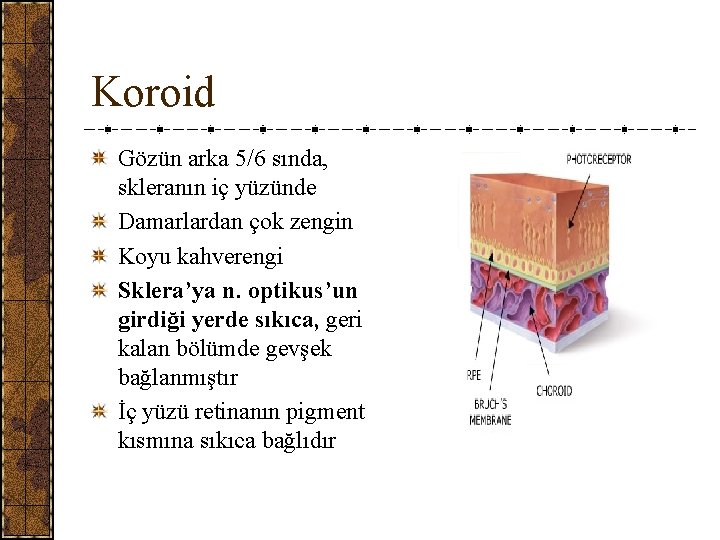 Koroid Gözün arka 5/6 sında, skleranın iç yüzünde Damarlardan çok zengin Koyu kahverengi Sklera’ya