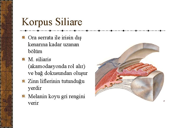 Korpus Siliare Ora serrata ile irisin dış kenarına kadar uzanan bölüm M. siliaris (akamodasyonda