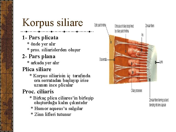 Korpus siliare 1 - Pars plicata * önde yer alır * pros. siliarislerden oluşur