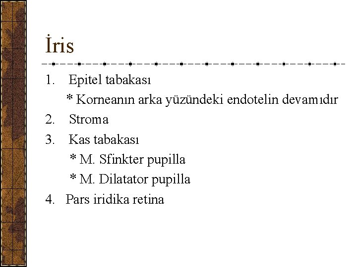 İris 1. Epitel tabakası * Korneanın arka yüzündeki endotelin devamıdır 2. Stroma 3. Kas