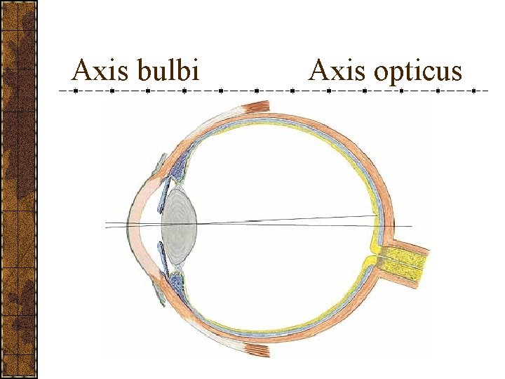 Axis bulbi Axis opticus 