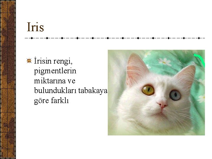 Iris İrisin rengi, pigmentlerin miktarına ve bulundukları tabakaya göre farklı 