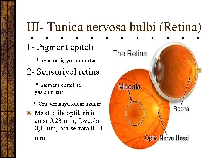 III- Tunica nervosa bulbi (Retina) 1 - Pigment epiteli * uveanın iç yüzünü örter