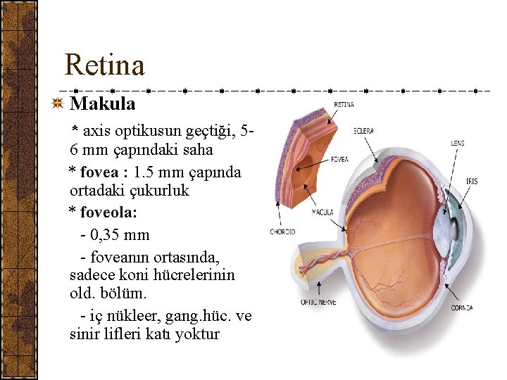 Retina Makula * axis optikusun geçtiği, 56 mm çapındaki saha * fovea : 1.