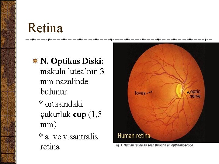 Retina N. Optikus Diski: makula lutea’nın 3 mm nazalinde bulunur * ortasındaki çukurluk cup