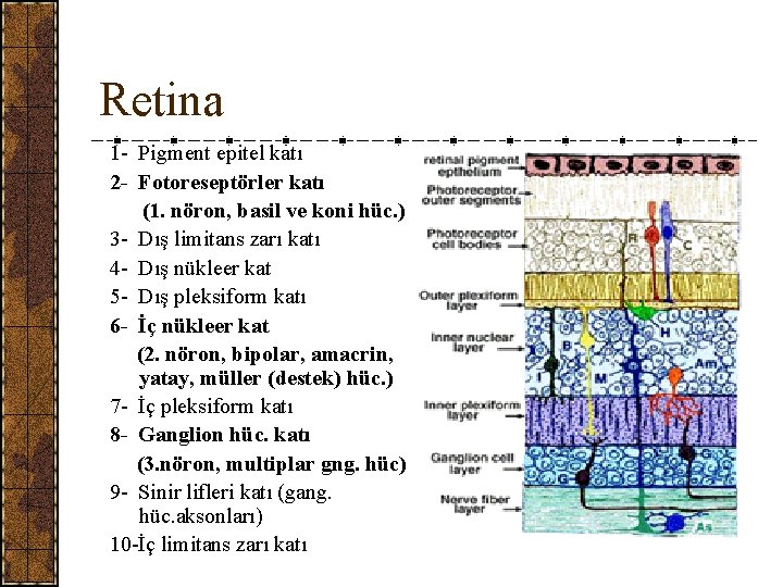 Retina 1 - Pigment epitel katı 2 - Fotoreseptörler katı (1. nöron, basil ve