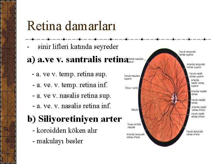 Retina damarları - sinir lifleri katında seyreder a) a. ve v. santralis retina -