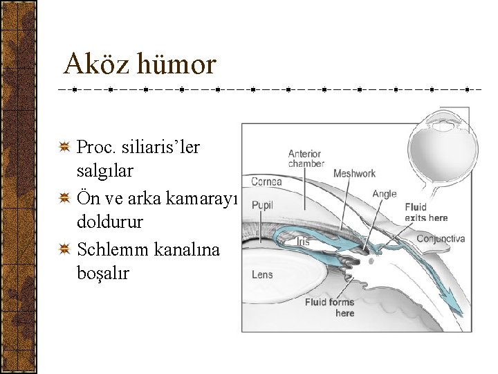 Aköz hümor Proc. siliaris’ler salgılar Ön ve arka kamarayı doldurur Schlemm kanalına boşalır 