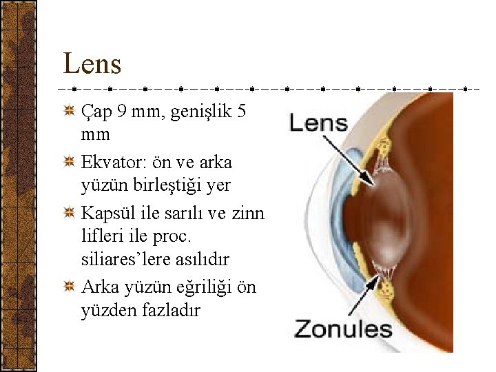 Lens Çap 9 mm, genişlik 5 mm Ekvator: ön ve arka yüzün birleştiği yer