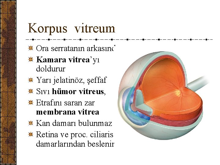 Korpus vitreum Ora serratanın arkasında, Kamara vitrea’yı doldurur Yarı jelatinöz, şeffaf Sıvı hümor vitreus,