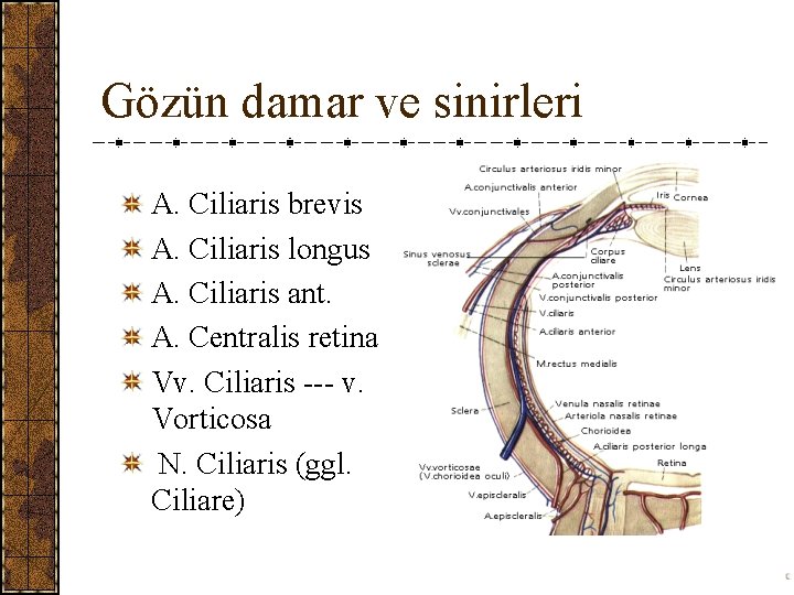 Gözün damar ve sinirleri A. Ciliaris brevis A. Ciliaris longus A. Ciliaris ant. A.