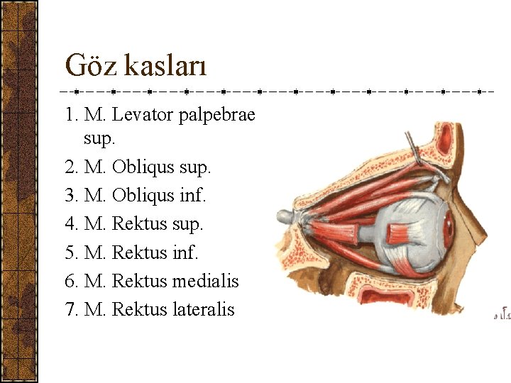 Göz kasları 1. M. Levator palpebrae sup. 2. M. Obliqus sup. 3. M. Obliqus