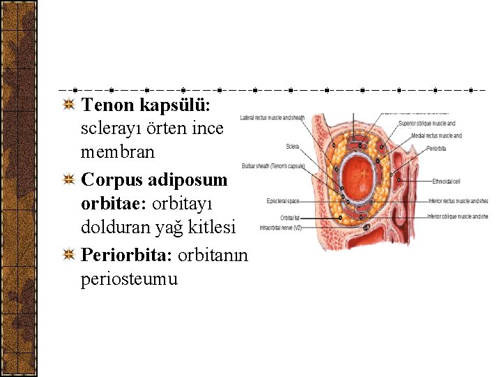 Tenon kapsülü: sclerayı örten ince membran Corpus adiposum orbitae: orbitayı dolduran yağ kitlesi Periorbita: