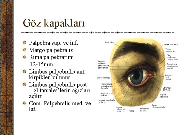 Göz kapakları Palpebra sup. ve inf. Margo palpebralis Rima palpebrarum 12 -15 mm Limbus