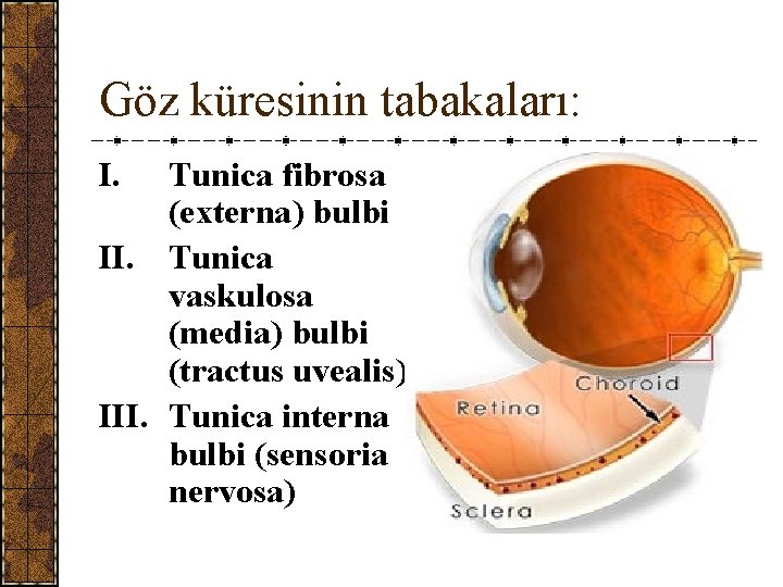 Göz küresinin tabakaları: I. Tunica fibrosa (externa) bulbi II. Tunica vaskulosa (media) bulbi (tractus