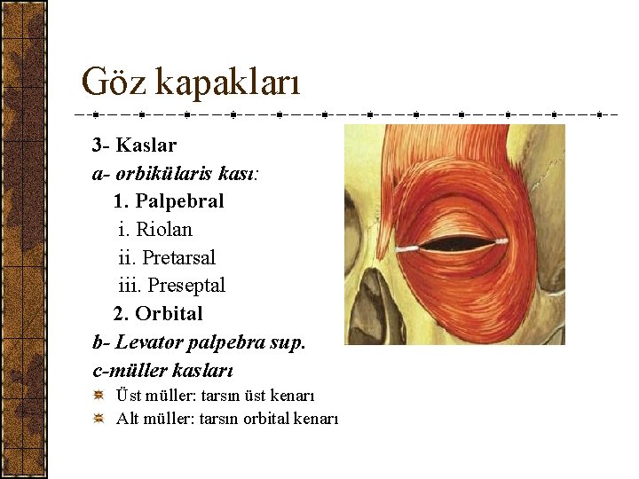 Göz kapakları 3 - Kaslar a- orbikülaris kası: 1. Palpebral i. Riolan ii. Pretarsal