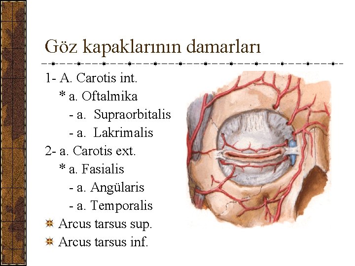 Göz kapaklarının damarları 1 - A. Carotis int. * a. Oftalmika - a. Supraorbitalis