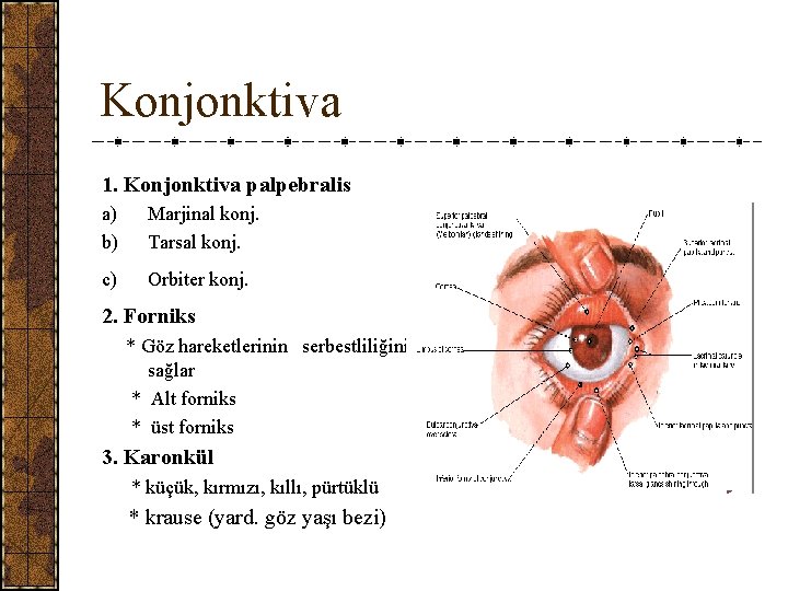 Konjonktiva 1. Konjonktiva palpebralis a) b) Marjinal konj. Tarsal konj. c) Orbiter konj. 2.