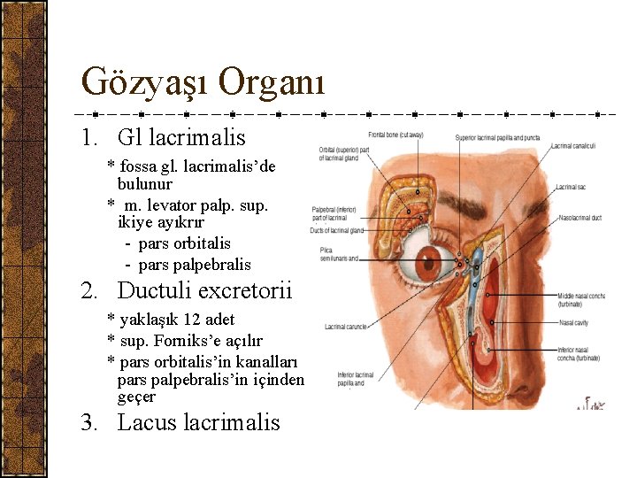 Gözyaşı Organı 1. Gl lacrimalis * fossa gl. lacrimalis’de bulunur * m. levator palp.