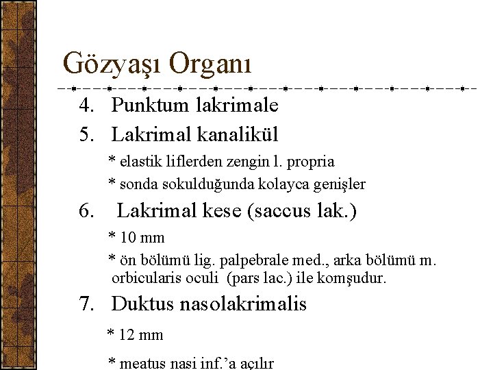 Gözyaşı Organı 4. Punktum lakrimale 5. Lakrimal kanalikül * elastik liflerden zengin l. propria