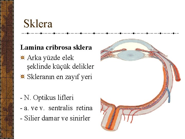 Sklera Lamina cribrosa sklera Arka yüzde elek şeklinde küçük delikler Skleranın en zayıf yeri