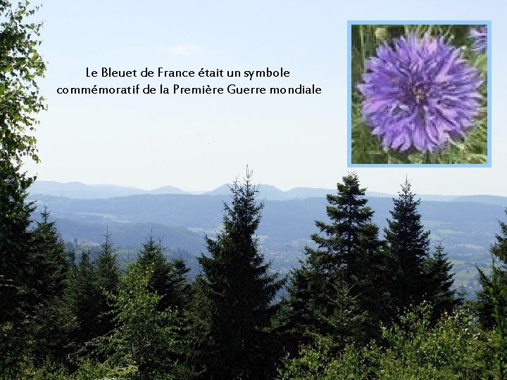 Le Bleuet de France était un symbole commémoratif de la Première Guerre mondiale 