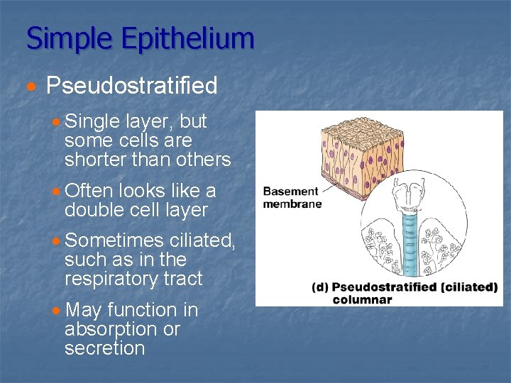 Simple Epithelium · Pseudostratified · Single layer, but some cells are shorter than others