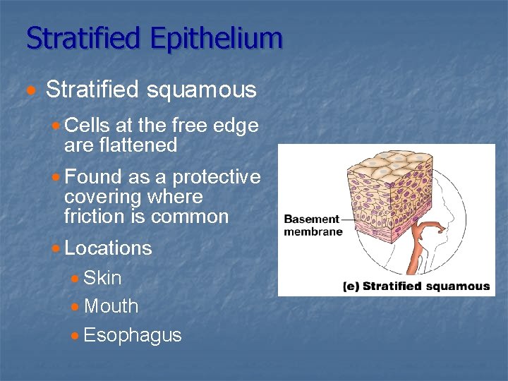 Stratified Epithelium · Stratified squamous · Cells at the free edge are flattened ·