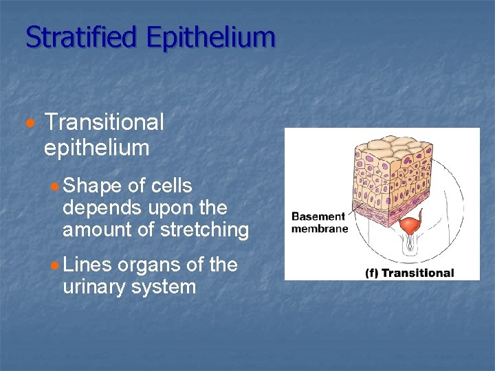 Stratified Epithelium · Transitional epithelium · Shape of cells depends upon the amount of