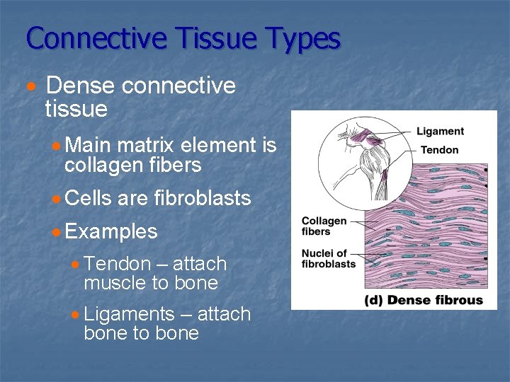 Connective Tissue Types · Dense connective tissue · Main matrix element is collagen fibers