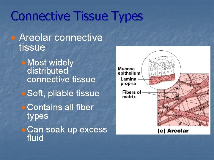Connective Tissue Types · Areolar connective tissue · Most widely distributed connective tissue ·