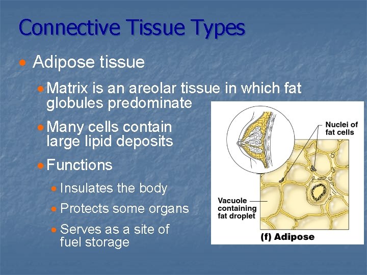 Connective Tissue Types · Adipose tissue · Matrix is an areolar tissue in which