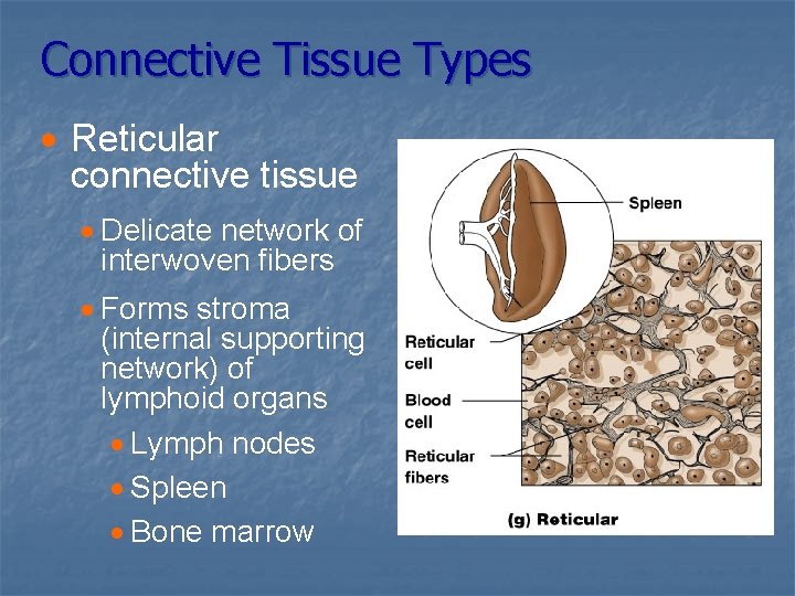 Connective Tissue Types · Reticular connective tissue · Delicate network of interwoven fibers ·